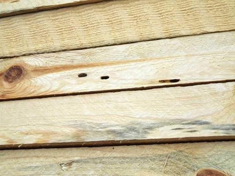 Виды порчи древесины